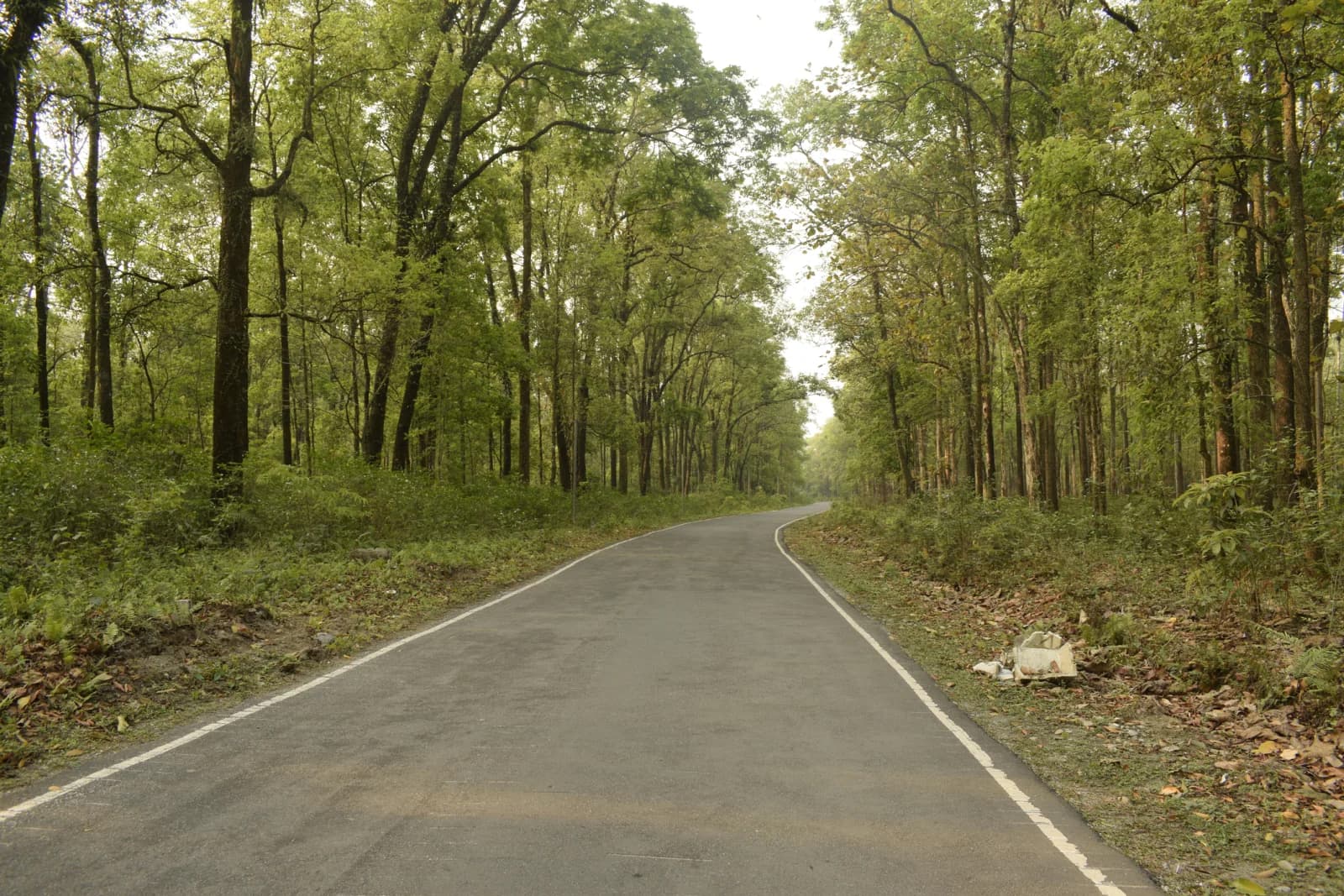 Chapramari Wildlife Park (1 km)