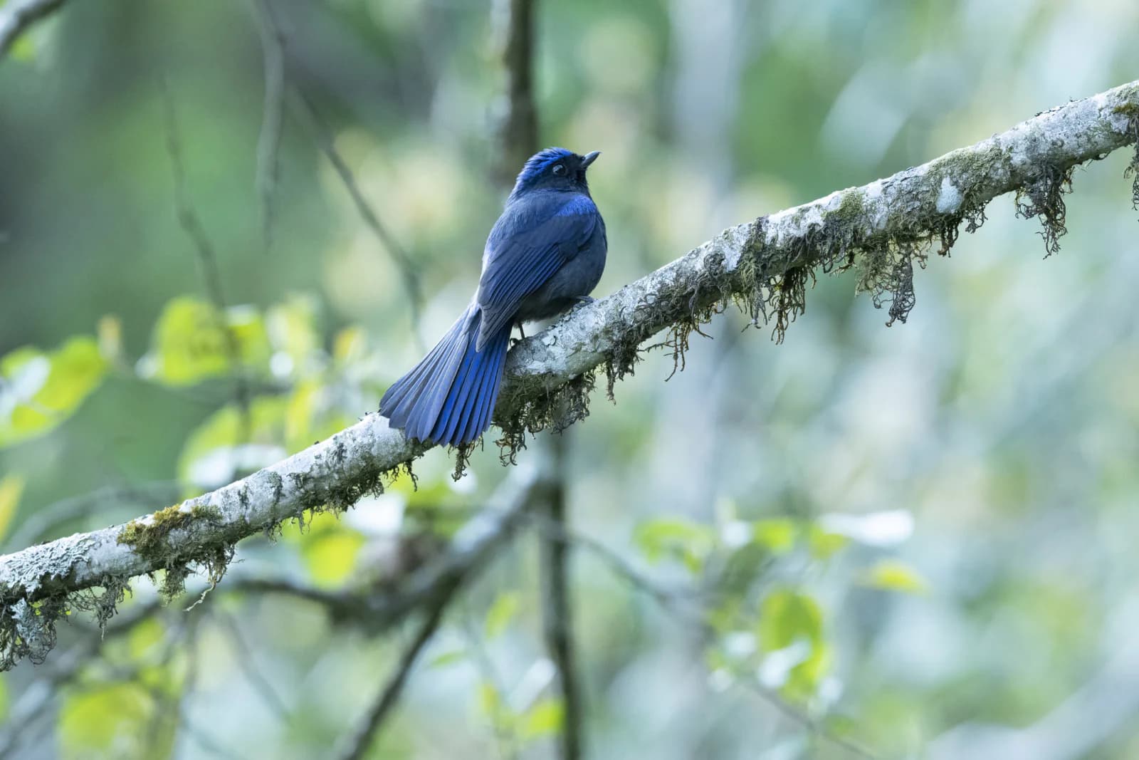 Neora Valley National Park (58 km)