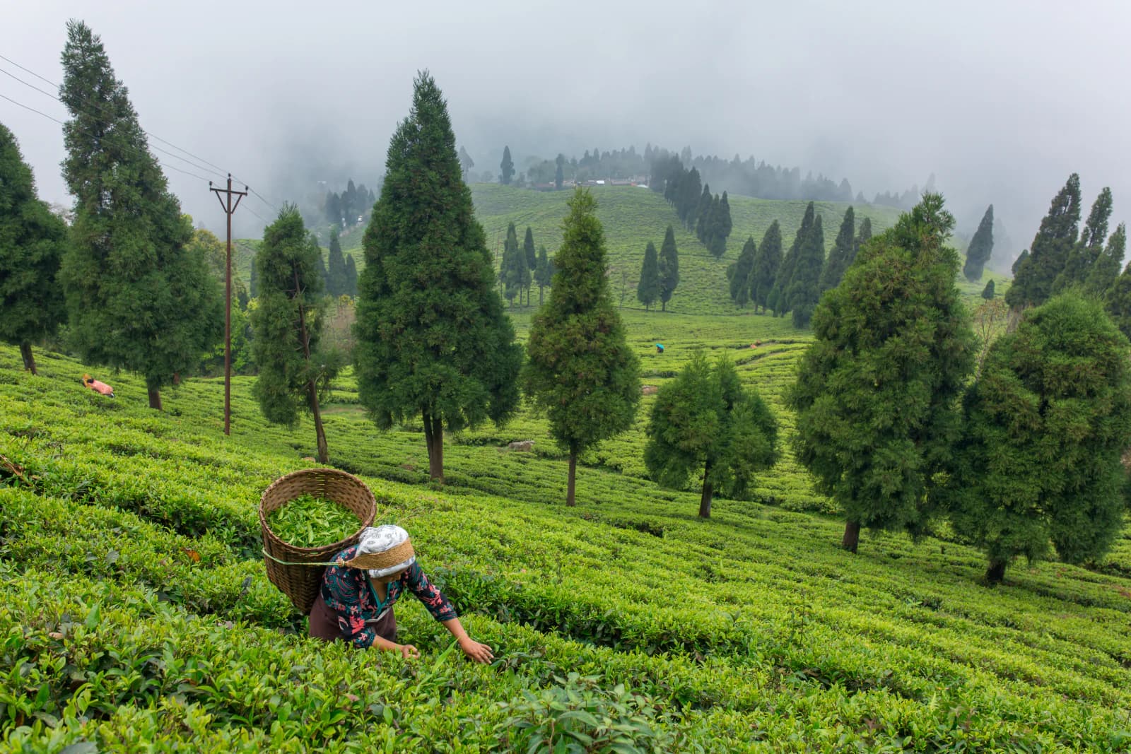 Tea Estates